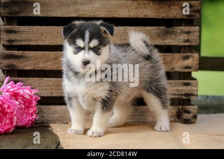 Pomsky Puppy vor einer Holzkiste mit Blumen Stockfoto