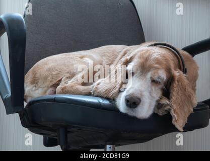 Der Hund wartet auf seinen Besitzer, der auf einem Stuhl liegt. Englisch Cocker Spaniel rote Farbe. Stockfoto