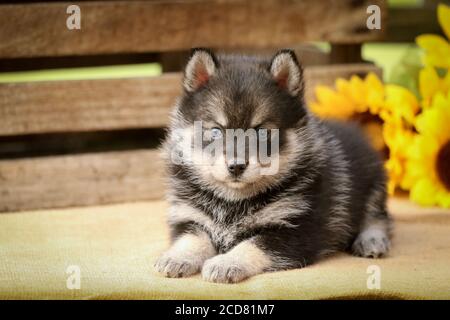Pomsky Puppy vor einer Holzkiste mit Blumen Stockfoto