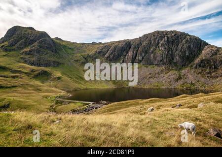 Stickle Tarn unter Pavey Ark eingebettet fiel in die Langdales. Stockfoto