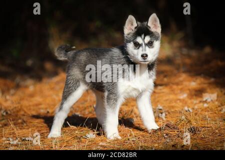 Pomsky Puppy steht draußen wachsam Stockfoto