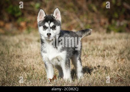 Pomsky Puppy steht draußen wachsam Stockfoto