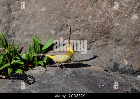 Palmensänger (Setophaga palmarum) auf Felsen in der Nähe des Ozeans Stockfoto