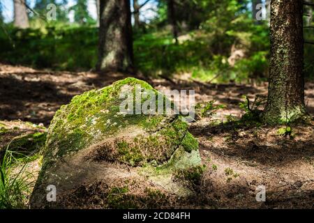 Moosiger Felsen in einem verlassenen Wald Stockfoto