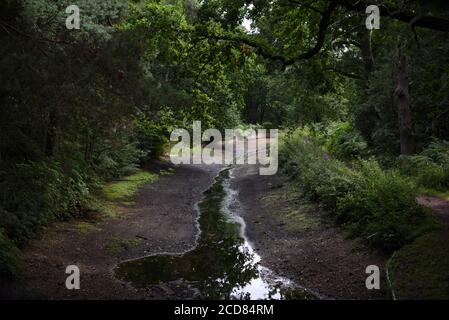 Kein Wasser in diesem Abschnitt des Basingstoke Kanals, weil Der Mangel an Niederschlägen im Sommer Stockfoto