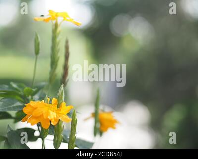 Gelbe Blume Aphelandra crossandra, Acanthaceae Familie blüht im Garten auf verschwommenem Natur Hintergrund Stockfoto