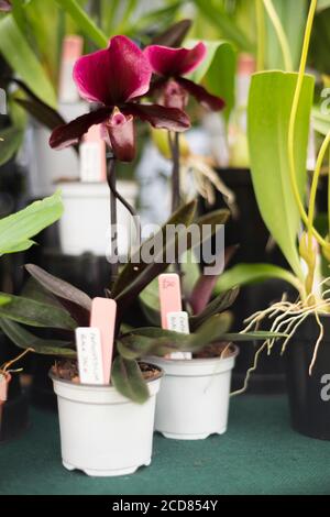 PAPHIOPEDILUM 'BLACK JACK' ORCHIDEE ZUM VERKAUF AUF EINER BANK Stockfoto