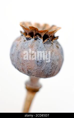 Getrocknete Mohnköpfe auf weißem Hintergrund Stockfoto