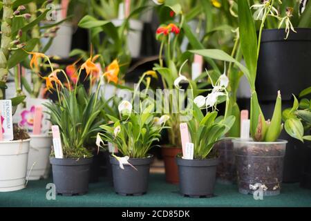 MASDEVALLIA ORCHIDEENHYBRIDE ZUM VERKAUF AUF EINER BANK Stockfoto