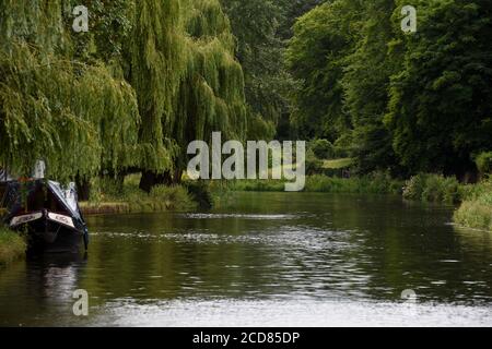 Ein Boot auf der Seite der Wey Navigation in Guildford in Surrey, mit saftig grünen Weidenbäumen Stockfoto