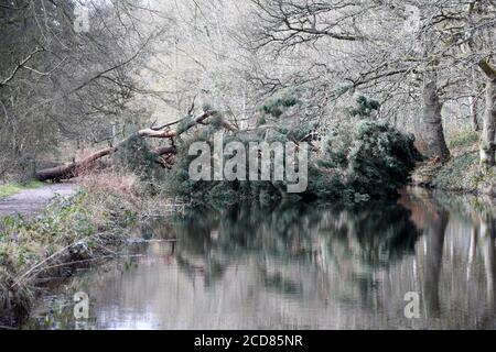 Die Wasserstraße wird von einem umgestürzten Baum auf diesem blockiert Foto aufgenommen am wunderschönen Basingstoke Canal in Surrey Stockfoto