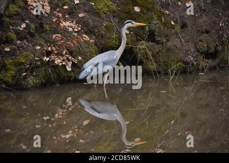 An einem bewölkten Frühlingstag spiegelt sich ein wunderschöner grauer Reiher am Ufer des herrlichen Basingstoke Canal in Surrey wider Stockfoto