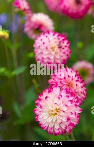 DAHLIA ‘LITTLE ROBERT’ Stockfoto