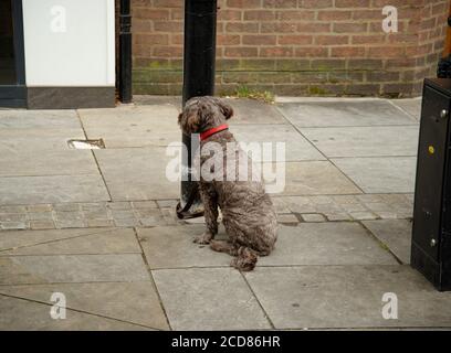 Hund wartet geduldig vor einem Restaurant. An der Leine an einen Lampenpfosten gebunden. Stockfoto