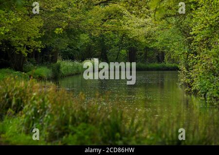 Verschiedene Schattierungen von Grün in diesem Foto entlang der aufgenommen Schöne Wey Navigation in Surrey Stockfoto