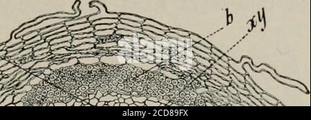 . Die Mikroskopie von pflanzlichen Lebensmitteln, mit besonderem Bezug auf den Nachweis von Verfälschung und die Diagnose von Mischungen . Stockfoto