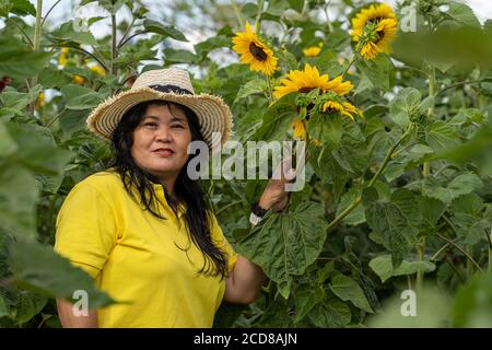 Eine asiatische Frau mittleren Alters, Mitte 50, mit einem Strohhut in einem Sonnenblumenfeld Stockfoto