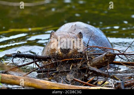 Ein wilder Biber 'Castor canadensis', der eine Ladung Stöcke trägt, um ein Leck in seinem Damm im ländlichen Alberta, Kanada, zu reparieren. Stockfoto