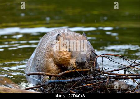 Ein wilder Biber 'Castor canadensis', der eine Ladung Stöcke auf seinen Biberdamm legt, um ein Leck im Damm im ländlichen Alberta Kanada zu reparieren. Stockfoto