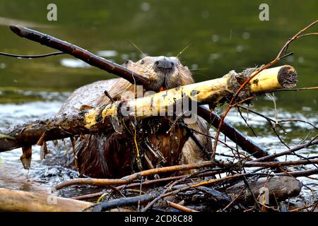 Ein wilder Biber 'Castor canadensis', der eine Ladung Stöcke pflegt, um ein Leck in seinem Damm im ländlichen Alberta, Kanada, zu reparieren. Stockfoto