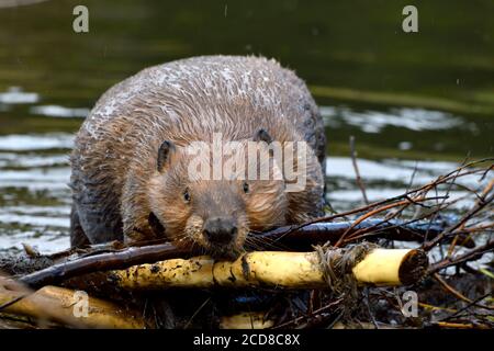 Ein wilder Biber 'Castor canadensis', der eine Ladung Stöcke auf seinen Biberdamm legt, um ein Leck im Damm im ländlichen Alberta Kanada zu reparieren. Stockfoto