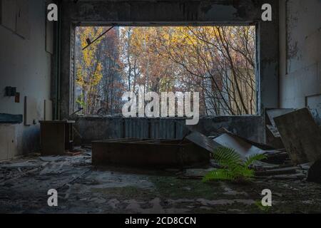 Verlassene Zimmer in der Schule Nr. 5 in der Stadt Pripyat wächst in der Mitte des Raumes ein Farn, Tschernobyl-Ausschlusszone 2020 Stockfoto