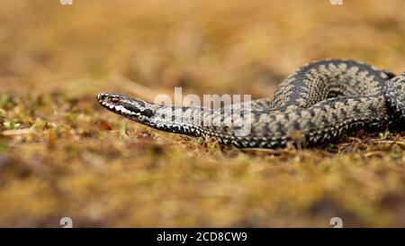 Giftige gewöhnliche Viper kriechen im Herbst auf dem Boden. Stockfoto