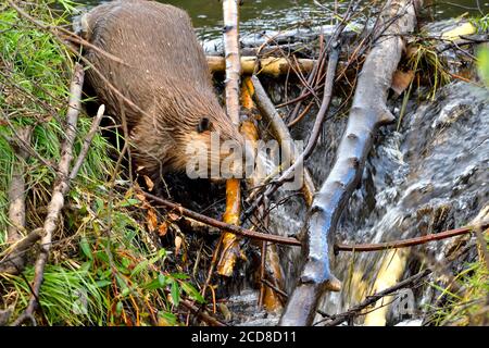 Ein wilder Biber 'Castor canadensis', der eine Ladung Stöcke platziert, um ein Loch in seinem undichten Biberdamm im ländlichen Alberta, Kanada, zu reparieren. Stockfoto