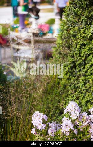 PINK CAMPANULA LACTIFLORA IM TEE-PARTYGARTEN DES MAD HATTER AUF DER RHS HAMPTON COURT PALACE BLUMENSCHAU 2015 GESTALTET VON CHARLIE BLOOM Stockfoto