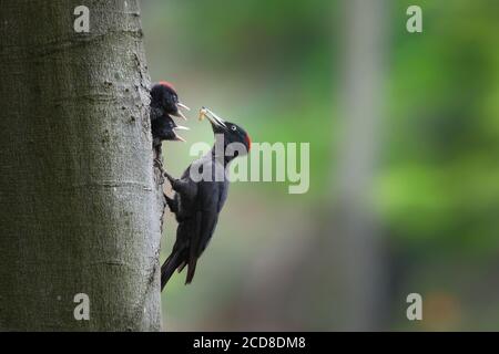 Schwarzspecht Mutter füttert Küken auf Nest im Baum. Stockfoto