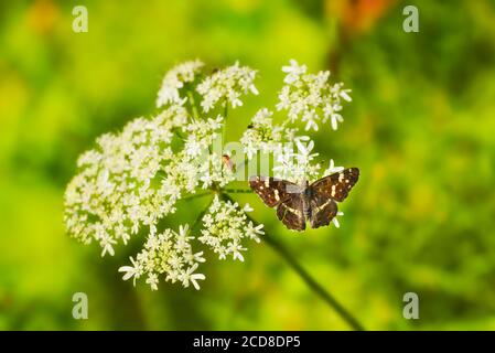 Die Karte Schmetterling (Araschnia levana) ist ein Schmetterling der Familie Nymphalidae. Stockfoto