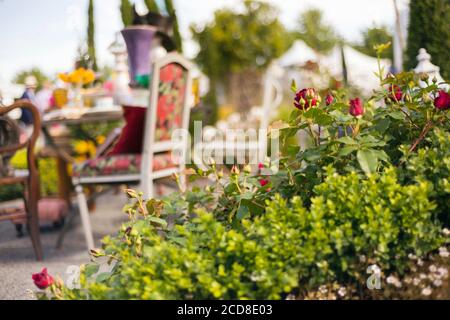 ROTE ROSEN IM MAD HATTER'S TEA PARTY GARTEN DIE RHS HAMPTON COURT PALACE BLUMENSCHAU 2015 GESTALTET VON CHARLIE BLÜHT Stockfoto