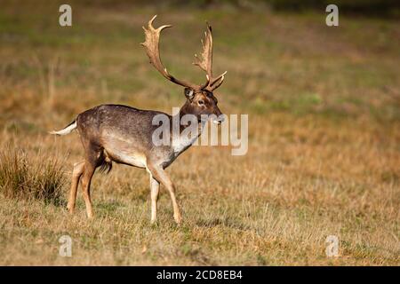 Damwild Hirsch Wandern auf trockener Wiese in Herbstnatur. Stockfoto