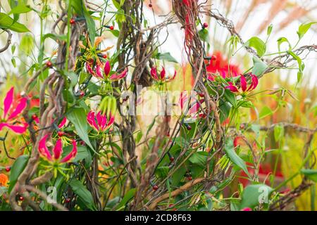 GLORIOSA SUPERBA AUF DEM INTERNATIONALEN STAND VON JACQUES AMAND AUF DER RHS HAMPTON COURT FLOWER SHOW 2015 Stockfoto