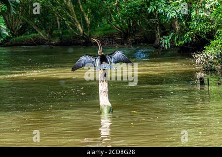 Costa Rica Kanal bei Pacuare am Atlantik bei Reventazón, Costa Rica Stockfoto