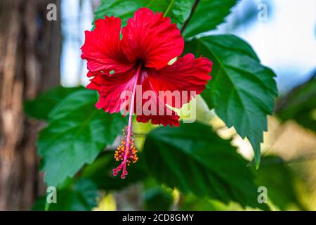 Eine rote Hibiskusblüte mit langem, herabhängendem Griff öffnet sich vor einem hellen Himmel im Camp-Garten, Pacuare, Costa Rica. Stockfoto