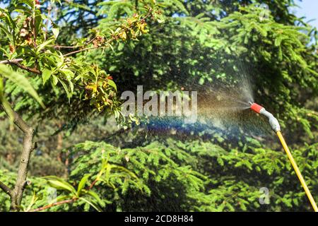 Sprühen eines kranken Obstbaums. Der Nebel tritt aus der Spraylanze hervor. Sprühen eines kranken Pfirsichfruchtbaums. Stockfoto