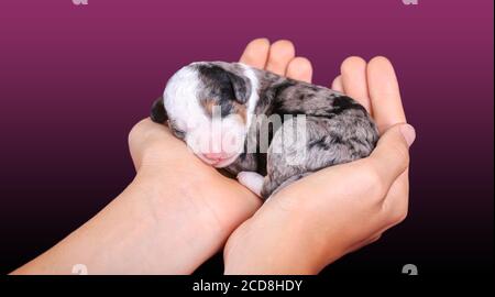 F1B Tri-Coloured Blue Merle Mini Bernedoodle schlafen, während gehalten In Händen Stockfoto