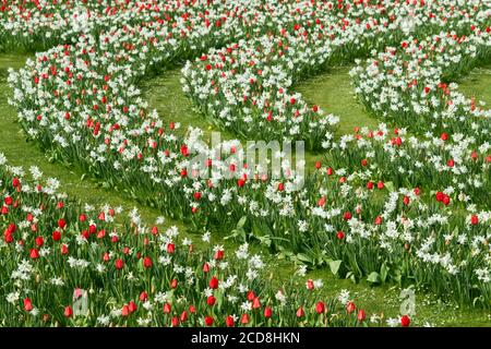 NARCISSUS 'THALIA' UND TULIP 'APELDOORN' AUF SCHLOSS ARUNDEL, WEST SUSSEX, ENGLAND Stockfoto