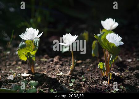 SANGUINARIA CANADENSIA Stockfoto