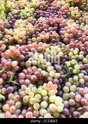 Frühsommer Ernte rosa Trauben Nahaufnahme, vertikal. Stockfoto