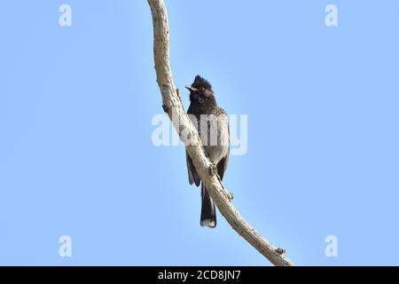 Bulbul Bird sitzt auf EINEM Baum Stockfoto