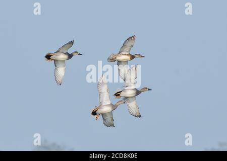 Gadwall Ducks Fliegen In Den Himmel Stockfoto