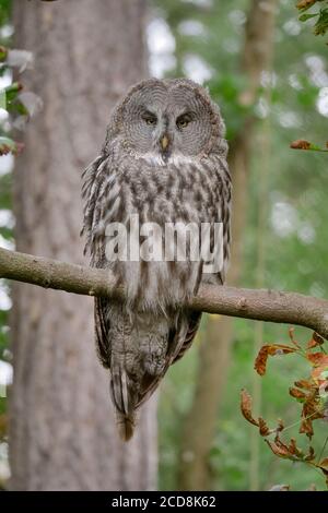 Große graue Eule auf einem Zweig im Wald thront Stockfoto