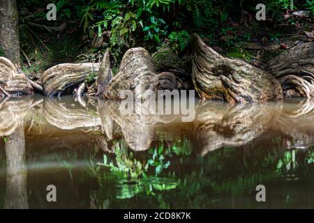 Kanal bei Pacuare am Atlantik bei Reventazón, Costa Rica Stockfoto