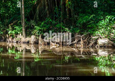 Kanal bei Pacuare am Atlantik bei Reventazón, Costa Rica Stockfoto