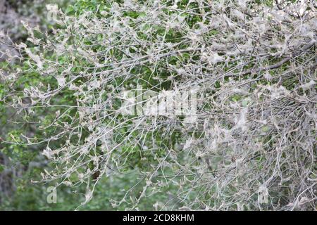 Ausbruch der Massenvermehrung der Vogelkirsche-Hermelin-Motte, der Baum ist mit dichtem Spinnennetz bedeckt, die Blätter vollständig von den Raupen gefressen Stockfoto