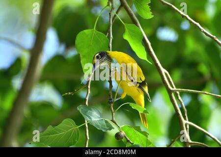 Juvenile Oriole Bird ist hängend auf EINEM Baum Stockfoto