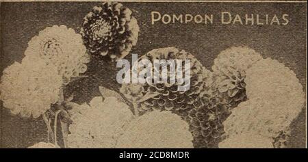 . Childs' Frühjahr 1922 : Samen, die Pflanzen, die Blumen, die Beeren blühen, die tragen erfüllen. Nd wnite geflammt gelb. Farbe sehr unregelmäßig und sehr auffällig. Blume groß und doppelt / 75c jeder Ora Dow - EIN schönes samtiges kastanienbraun, effektivelytipped weiß. Sehr starke, hochwachsende Pflanze 50c je Prinzessin Juliana – reine weiße Blüten, gut geformt, und auf langen Stielen produziert; frei blühend. 40c je Queen Mary – feines rosa; freier Btoomer. 40c je Red Flamingo – sehr groß, mit breiten welligen Blütenblättern-, forrniig eine einzigartige reiche leuchtend purpurrote Blume von ungewöhnlicher Attraktivität. Eine herrliche Vielfalt. je 75 c Stockfoto