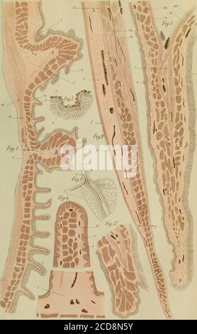. Annales des Sciences naturelles . es sur Tanatomie comparée de lestomac des Wiederkäuers 1 Filhol (H.). - Beobachtungen zu quelques mammifères Fossilien nouveaux du Quercy 129 Grandidier et D. H. Filhol. - Beobachtungen Verwandten aux ossements dHippopotames trouvés dans le marais dAmbolisatra à Madagaskar. IcilMilne-Edwards (A.) und Bouvier (E.-L.). Considérations générales sur la famille des Galathéidés 191 Roché (Georges). – Note sur les conditions du développement de la Sardine 328 Vaillant (Léon). - Essai sur la classification générale des Ghéloniens. 333 TABELLE DES PLANCHES ET DES FIGUR Stockfoto